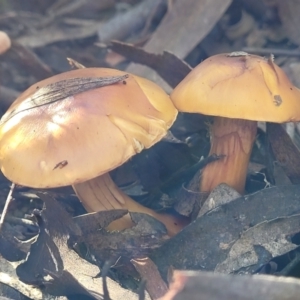 Cortinarius sinapicolor at Point 93 - 19 May 2022