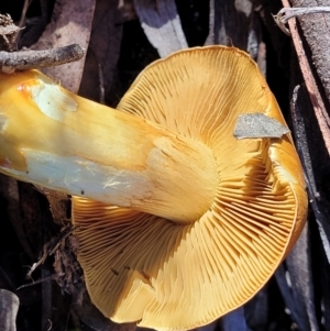 Cortinarius sinapicolor at Point 93 - 19 May 2022