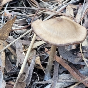 Pluteus sp. at O'Connor, ACT - 19 May 2022 01:53 PM