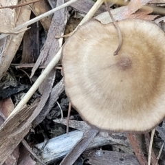 Pluteus sp. at O'Connor, ACT - 19 May 2022 01:53 PM