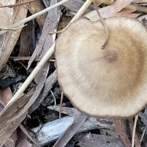 Pluteus sp. at O'Connor, ACT - 19 May 2022 01:53 PM