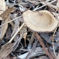 Pluteus sp. at O'Connor, ACT - 19 May 2022 01:53 PM