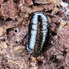 Platyzosteria melanaria at O'Connor, ACT - 19 May 2022