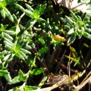 Gonocarpus tetragynus at Weetangera, ACT - 17 May 2022 08:20 AM