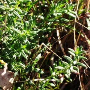 Gonocarpus tetragynus at Weetangera, ACT - 17 May 2022