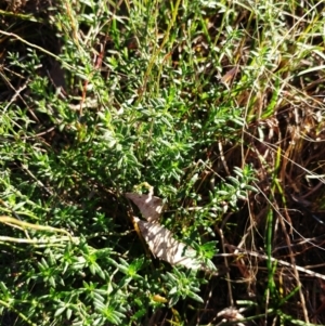 Gonocarpus tetragynus at Weetangera, ACT - 17 May 2022