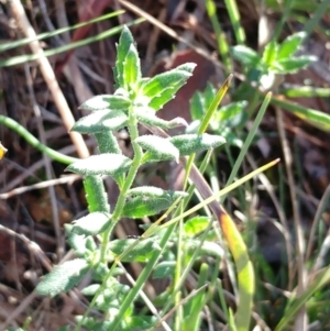 Gonocarpus tetragynus at Weetangera, ACT - 17 May 2022 08:20 AM