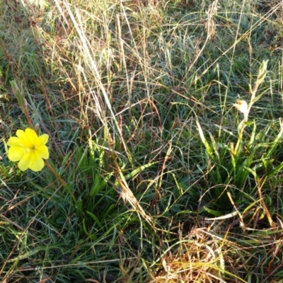 Oenothera stricta subsp. stricta (Common Evening Primrose) at Molonglo Valley, ACT - 2 May 2022 by sangio7