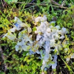 Myxomycete - past plasmodial stage at O'Connor, ACT - 19 May 2022 02:00 PM