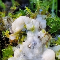 Myxomycete - past plasmodial stage at O'Connor, ACT - 19 May 2022 02:00 PM