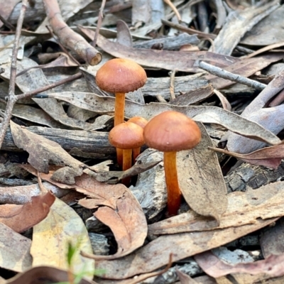 Unidentified Cap on a stem; gills below cap [mushrooms or mushroom-like] at O'Connor, ACT - 19 May 2022 by mtchl