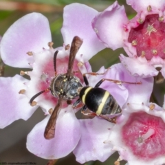 Eumeninae (subfamily) at Acton, ACT - 16 May 2022