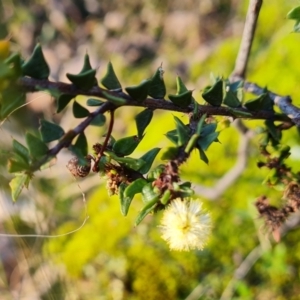 Acacia gunnii at Farrer, ACT - 19 May 2022