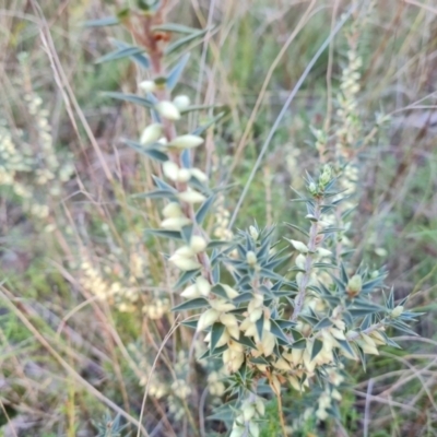 Melichrus urceolatus (Urn Heath) at Farrer, ACT - 19 May 2022 by Mike