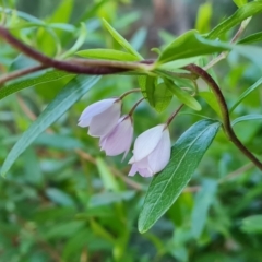 Billardiera heterophylla (Western Australian Bluebell Creeper) at Farrer Ridge - 19 May 2022 by Mike