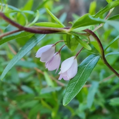 Billardiera heterophylla (Western Australian Bluebell Creeper) at Farrer Ridge - 19 May 2022 by Mike