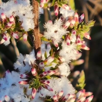 Leucopogon attenuatus (Small-leaved Beard Heath) at Farrer, ACT - 19 May 2022 by Mike