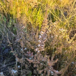 Styphelia attenuata at Farrer, ACT - 19 May 2022