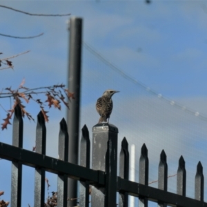 Sturnus vulgaris at Gungahlin, ACT - 17 May 2022 04:50 PM