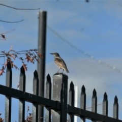 Sturnus vulgaris at Gungahlin, ACT - 17 May 2022 04:50 PM