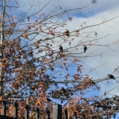 Sturnus vulgaris at Gungahlin, ACT - 17 May 2022 04:50 PM