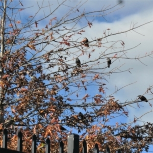 Sturnus vulgaris at Gungahlin, ACT - 17 May 2022 04:50 PM