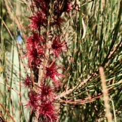 Casuarina/Allocasuarina sp. (Casuarina) at Aranda, ACT - 19 May 2022 by KMcCue