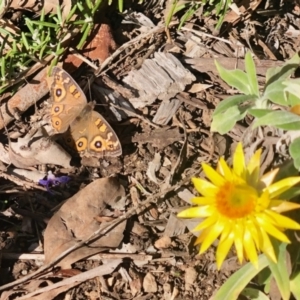 Junonia villida at Aranda, ACT - 19 May 2022 01:32 PM