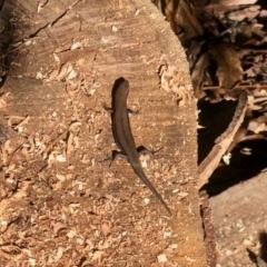 Lampropholis guichenoti (Common Garden Skink) at Aranda, ACT - 19 May 2022 by KMcCue