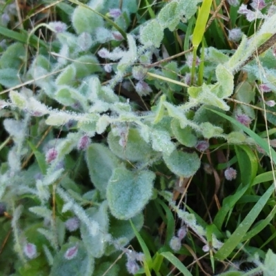 Kickxia elatine (Sharpleaf Cancerwort) at Molonglo Valley, ACT - 2 May 2022 by sangio7