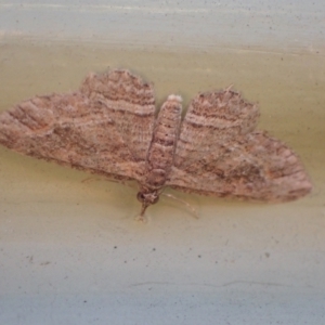 Chloroclystis filata at Murrumbateman, NSW - 19 May 2022 03:37 PM