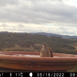 Caligavis chrysops at Yass River, NSW - 18 May 2022