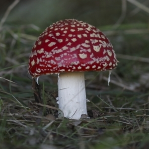 Amanita muscaria at Molonglo Valley, ACT - 17 May 2022 11:30 AM