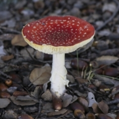 Amanita muscaria at Molonglo Valley, ACT - 17 May 2022 11:30 AM