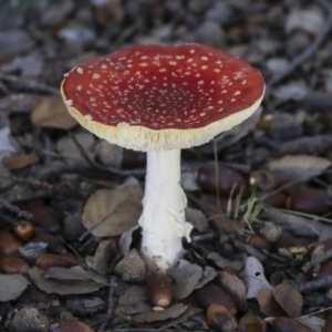 Amanita muscaria at Molonglo Valley, ACT - 17 May 2022