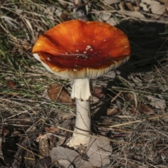 Amanita muscaria at Molonglo Valley, ACT - 17 May 2022 11:30 AM