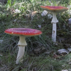 Amanita muscaria at Molonglo Valley, ACT - 17 May 2022 11:30 AM