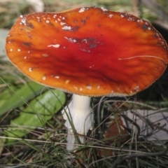 Amanita muscaria at Molonglo Valley, ACT - 17 May 2022 11:30 AM