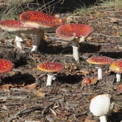 Amanita muscaria (Fly Agaric) at National Arboretum Forests - 17 May 2022 by AlisonMilton