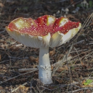 Amanita muscaria at Molonglo Valley, ACT - 17 May 2022 12:13 PM