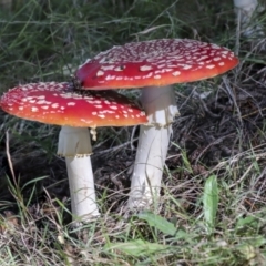 Amanita muscaria at Molonglo Valley, ACT - 17 May 2022 12:13 PM