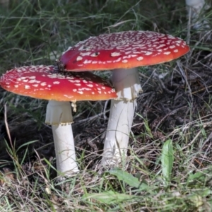 Amanita muscaria at Molonglo Valley, ACT - 17 May 2022 12:13 PM