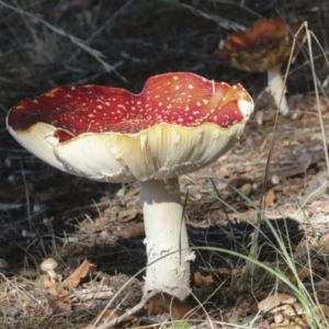 Amanita muscaria at Molonglo Valley, ACT - 17 May 2022 12:13 PM