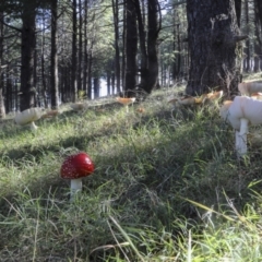 Amanita muscaria at Molonglo Valley, ACT - 17 May 2022 12:13 PM