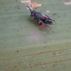 Chalcididae (family) at Murrumbateman, NSW - 19 May 2022 02:48 PM