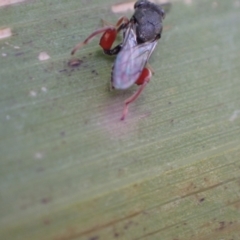 Chalcididae (family) at Murrumbateman, NSW - 19 May 2022 02:48 PM