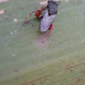 Chalcididae (family) at Murrumbateman, NSW - 19 May 2022 02:48 PM