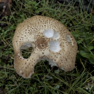 Chlorophyllum/Macrolepiota sp. (genus) at Burra, NSW - 15 May 2022