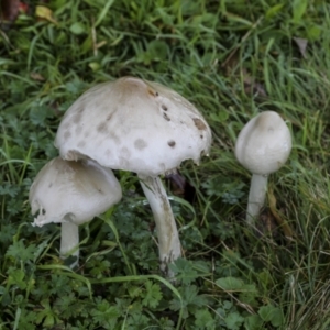 zz agaric (stem; gill colour unknown) at Burra, NSW - 15 May 2022