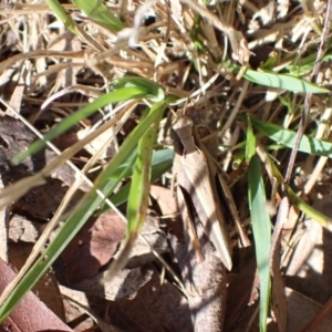 Cryptobothrus chrysophorus at Murrumbateman, NSW - 19 May 2022